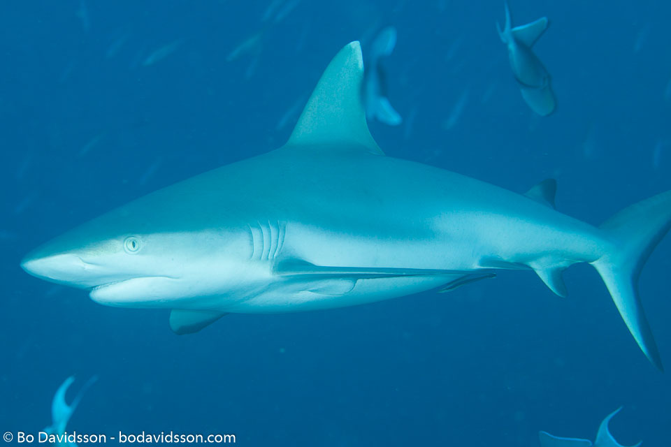 BD-130714-Maldives-0619-Carcharhinus-amblyrhynchos-(Bleeker.-1856)-[Grey-reef-shark.-Grå-revhaj].jpg